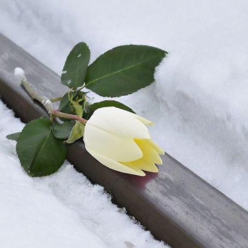 A white tulip on a rail, UniCache edited output