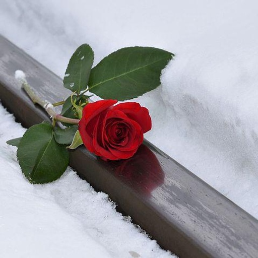 A rose on a rail, before editing